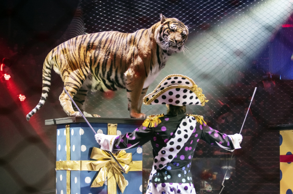 Стойкий оловянный солдатик